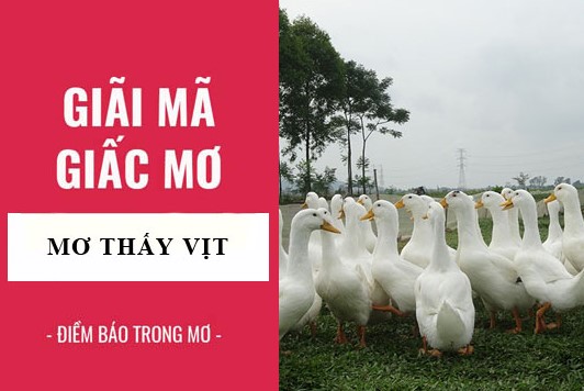 Giải mã con số may mắn khi Mơ Thấy Vịt 77win đánh con gì tại 77win